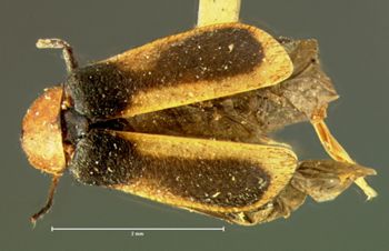 Media type: image;   Entomology 33914 Aspect: habitus dorsal view